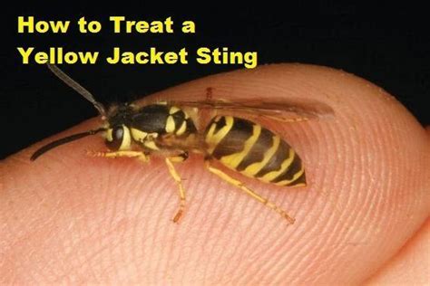 Do yellow jacket stingers stay in you?