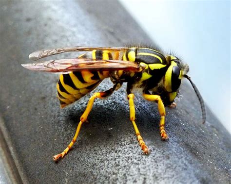 Do yellow jackets get mad easily?
