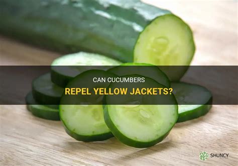 Do yellow jackets hate cucumber?