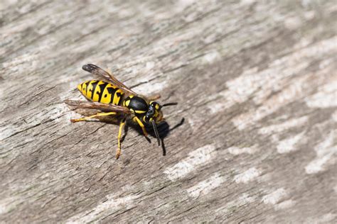 Do yellow jackets hate noise?