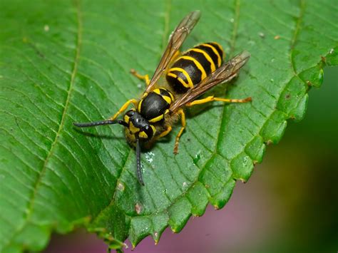 Do yellow jackets have a purpose?