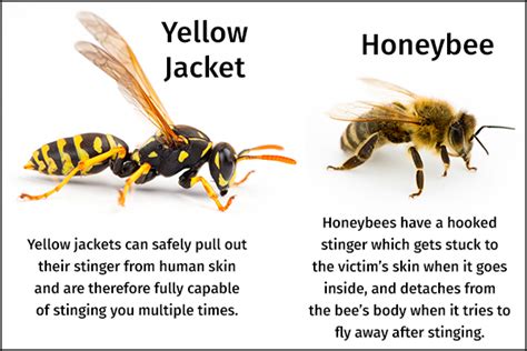 Do yellow jackets have venom?