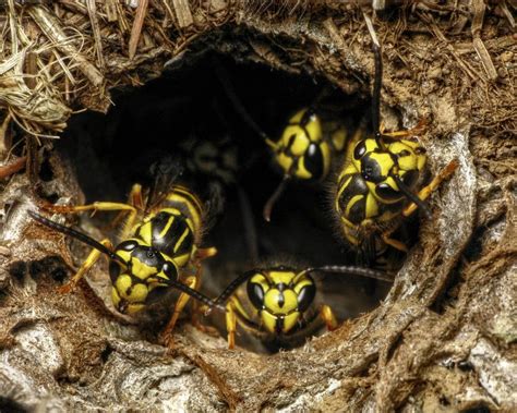 Do yellow jackets like apples?