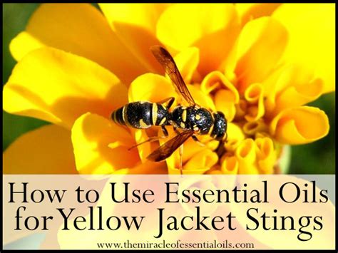 Do yellow jackets like essential oils?