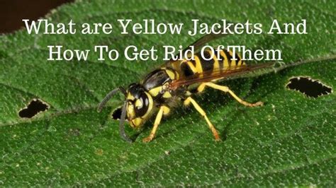 Do yellow jackets remember?