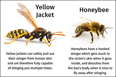 Do yellow jackets sting worse than wasps?