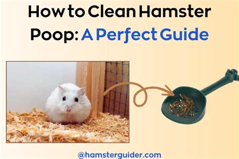 Do you clean hamster poop?