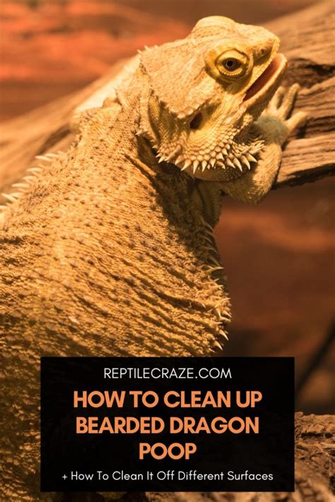 Do you clean up bearded dragon poop?