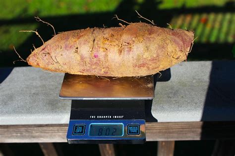 Do you cure sweet potatoes in the sun?