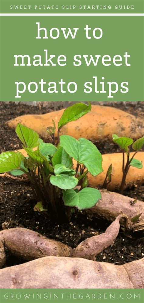 Do you fertilize sweet potato slips?