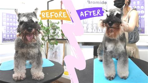 Do you hand strip a Schnauzer?