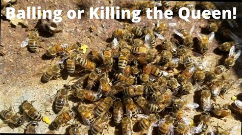 Do you have to kill the Queen Bee?
