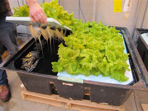 Do you need aeration for hydroponics?