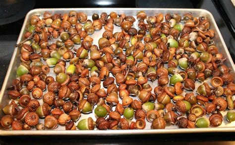 Do you need to soak acorns?