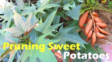 Do you need to trim sweet potato vines?