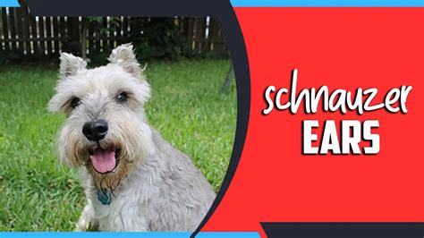 Do you pluck Schnauzer ears?