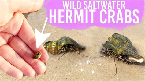 Do you spray hermit crabs with salt water?