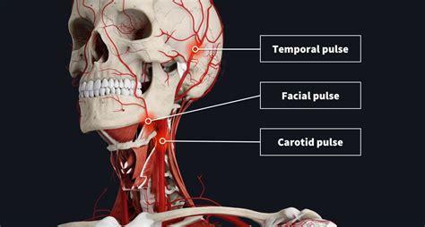 Do your fingertips have a pulse?