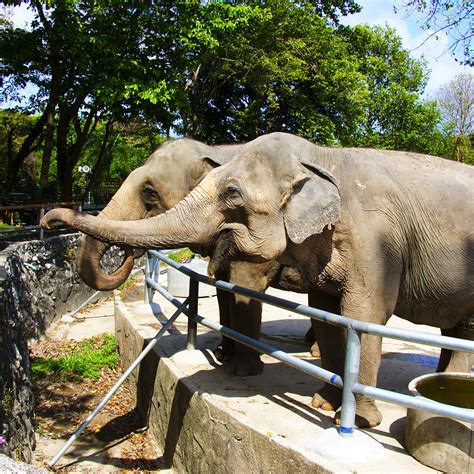 Do zoos keep elephants?