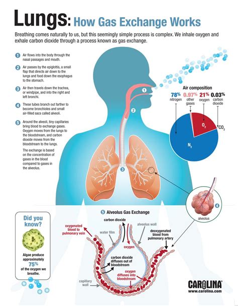 Does 100 oxygen damage the lungs?