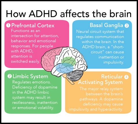 Does ADHD affect brain development?