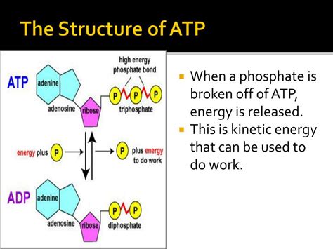 Does ATP or glucose have more potential energy?
