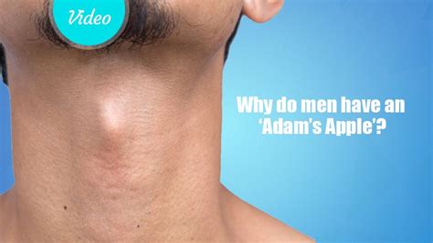 Does Adam's apple mean high testosterone?