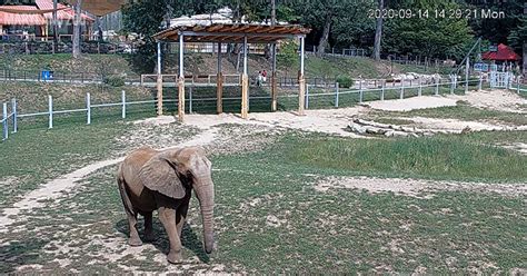 Does Baltimore zoo have elephants?
