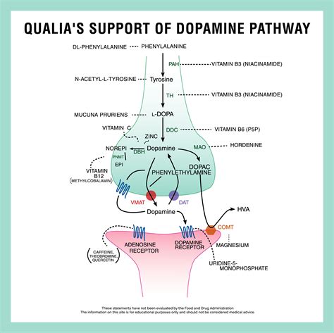 Does Botox affect dopamine?