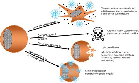 Does DMSO damage cells?