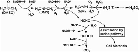 Does DMSO degrade plastic?