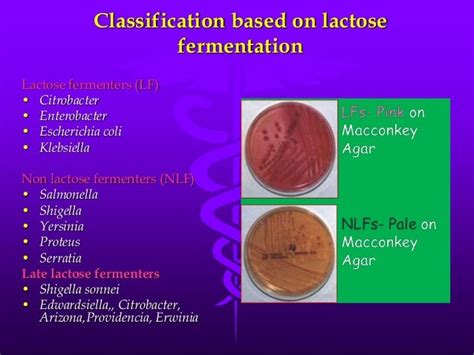 Does E. coli ferment lactose or glucose?