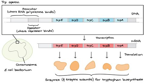 Does E. coli need to make all of its own tryptophan?