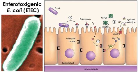 Does E. coli produce enterotoxins?