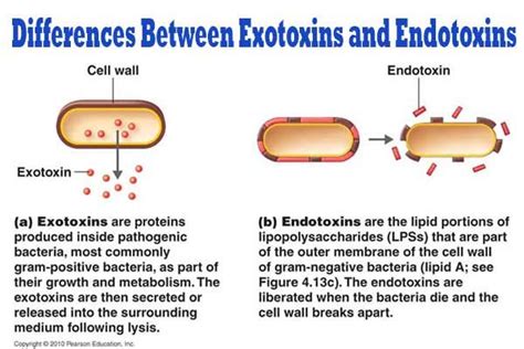 Does E. coli produce exotoxin or endotoxin?