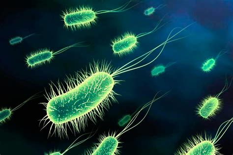 Does E. coli produce gas?