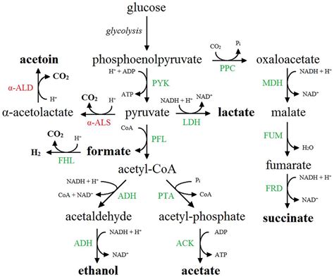 Does Enterobacter produce acetoin?