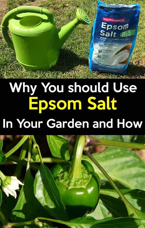 Does Epsom salt get rid of slugs in the garden?