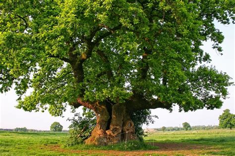 Does Europe have oaks?