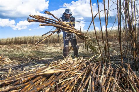 Does Fortune work on sugar cane?