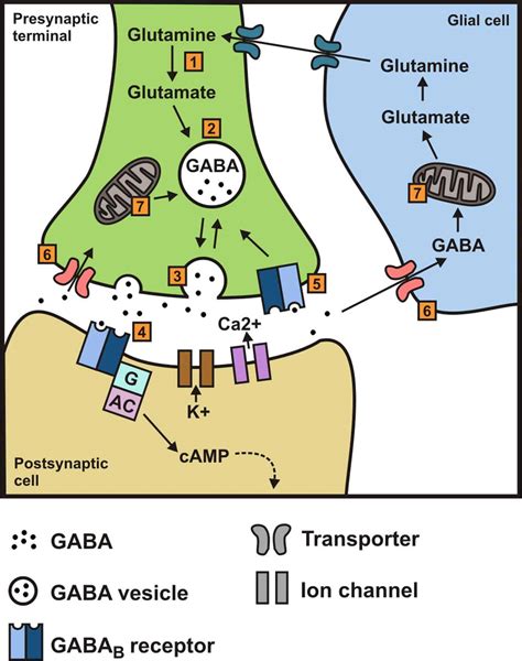 Does GABA block serotonin?