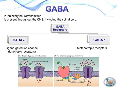 Does GABA relax smooth muscle?