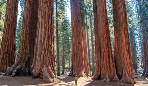 Does Germany have redwood trees?