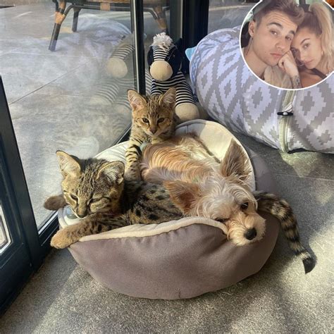 Does Hailey Bieber have cats?