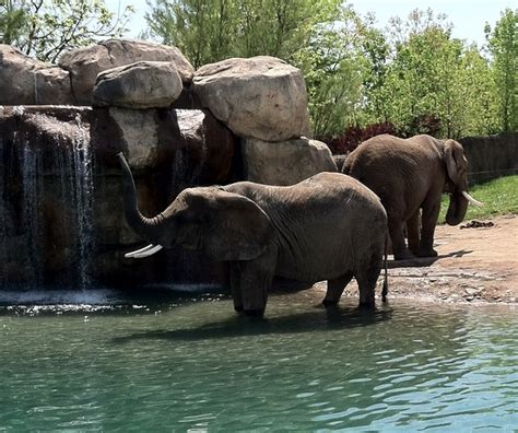 Does Indianapolis Zoo have elephants?