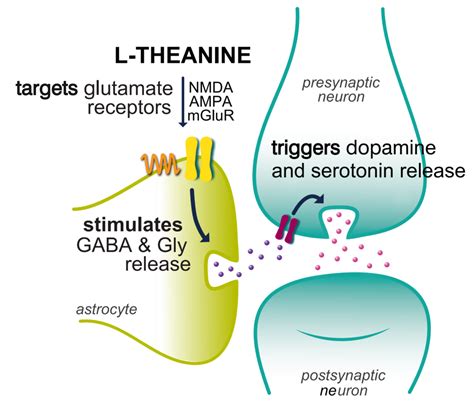 Does L theanine lower serotonin?