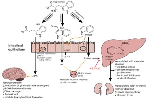 Does Lactobacillus produce indole?