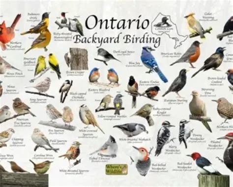 Does Ontario have a bird?