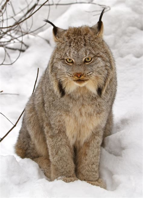Does Ontario have lynx?