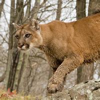 Does Ontario have mountain lions?